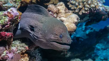 Noku Maldives