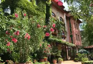 Oleander (Sunny Beach)