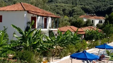 Olive Tree Studia