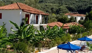 Olive Tree Studia