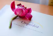 Orquidea (Funchal)