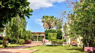 Palia Don Pedro