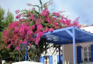 Paradise Resort