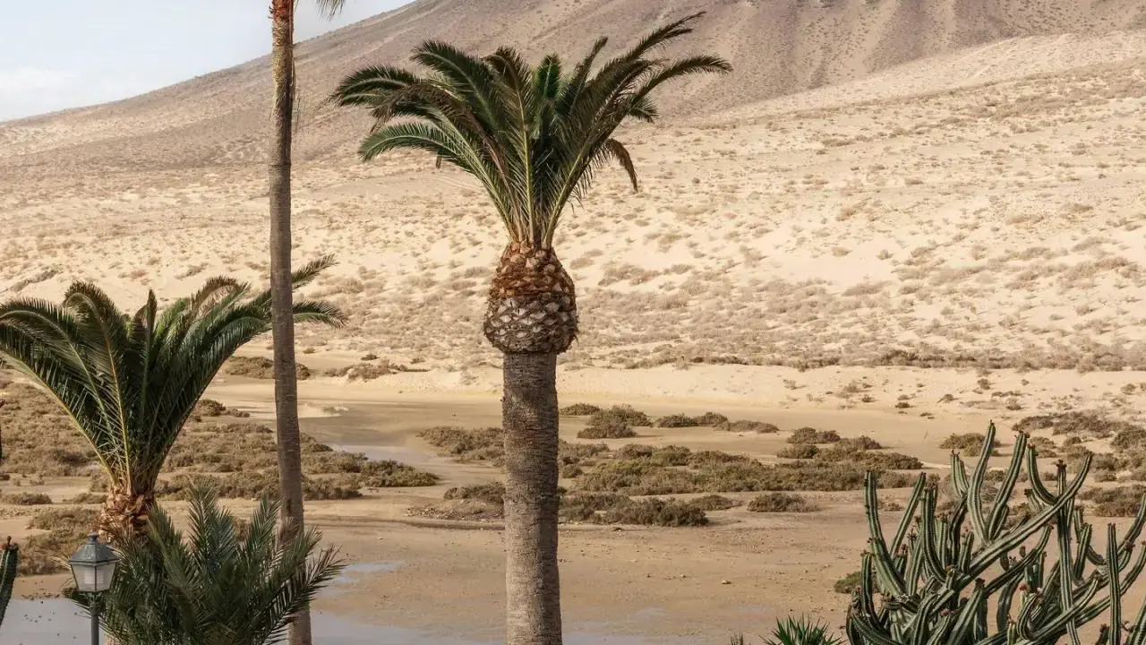 Paradisus by Melia Fuerteventura