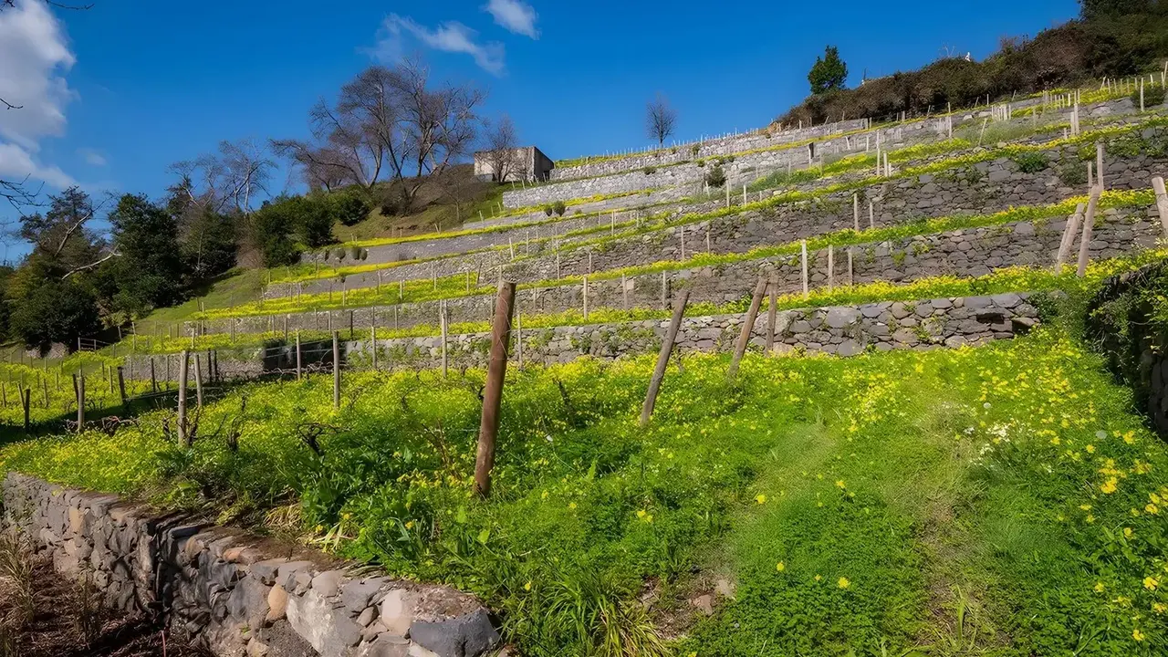 Quinta da Serra