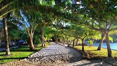 Ravintsara Wellness