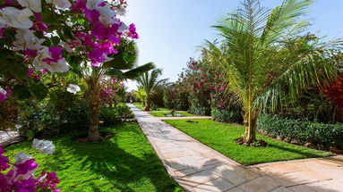 Royal Horizons Baobab