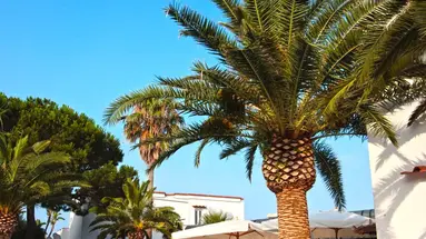 Royal Palm (Forio)