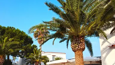 Royal Palm (Forio)