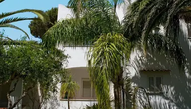 Royal Palm (Forio)