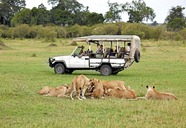 Serengeti Bushtops Luxury Camp