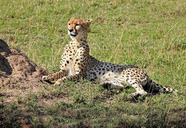 Serengeti Bushtops Luxury Camp