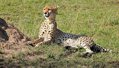 Serengeti Bushtops Luxury Camp
