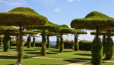Siva Sharm Resort & Spa