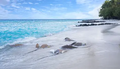 Taj Coral Reef Resort & Spa