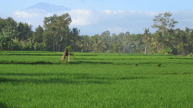 Taman Harum Cottages