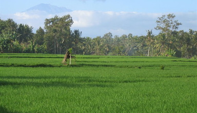 Taman Harum Cottages