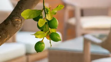Thalassi