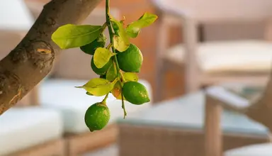 Thalassi