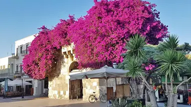 Theonia