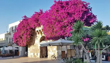 Theonia