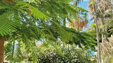 Tigaiga