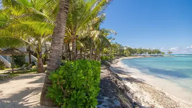 Tropical Attitude