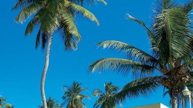 Turtle Beach by Rex Resort