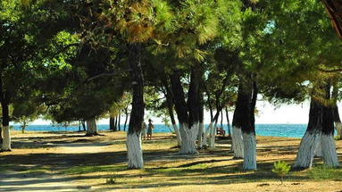 Vegina