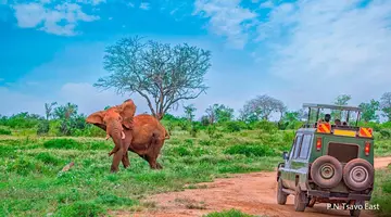 Afryka Dzika+ Hotel Prideinn Flamingo Beach Resort & Spa