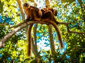Ahoj Madagaskar!