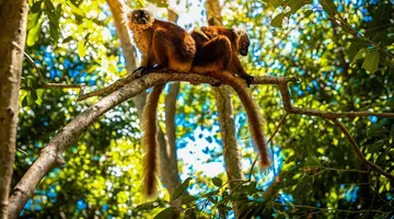 Ahoj Madagaskar!