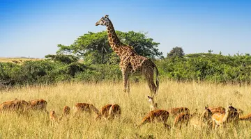 Ahoj Zanzibar! Rejs I Safari W Parku Narodowym Saadani