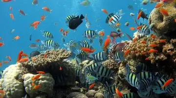 Ahoj Zanzibar! Rejs I Safari W Parku Narodowym Saadani