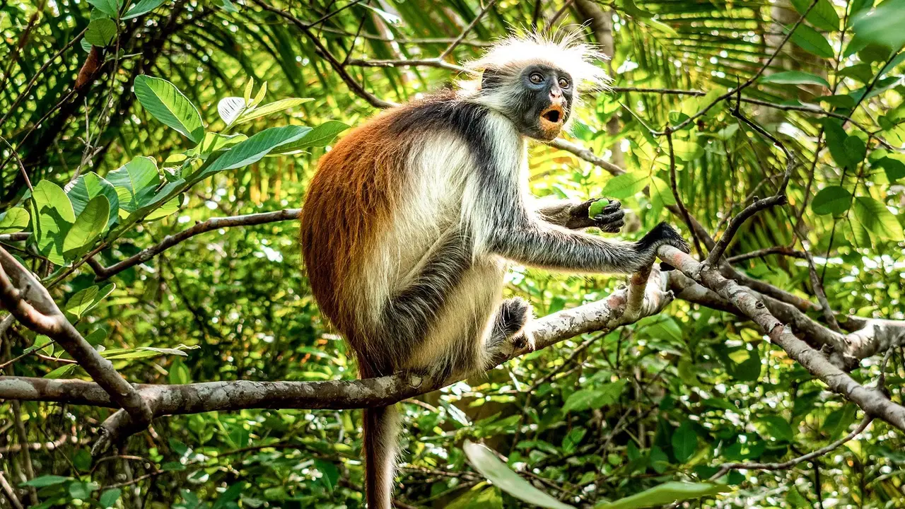 Ahoj Zanzibar! Rejs I Safari W Parku Narodowym Saadani