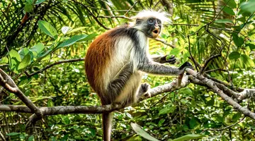Ahoj Zanzibar! Rejs I Safari W Parku Narodowym Saadani