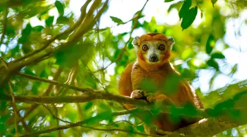 Aktywny Madagaskar: Dżungla, Tsingy I Ocean