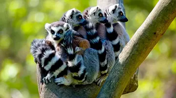 Aktywny Madagaskar: Dżungla, Tsingy I Ocean
