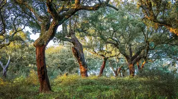 Alentejo – Nieodkryty Skarb Portugalii