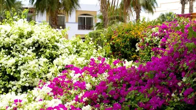 Amphoras Blu Sharm El Sheikh