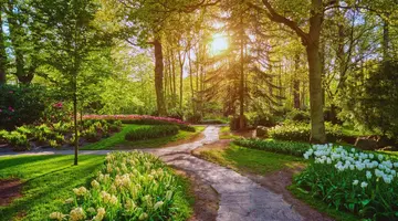 Amsterdam Express i Ogród Tulipanów