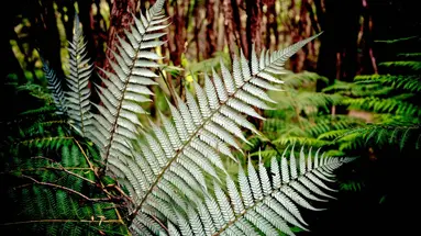 Antypody Express