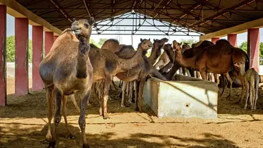 Arabskie Dynastie