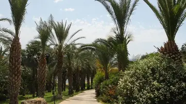 Ascos Coral Beach Hotel