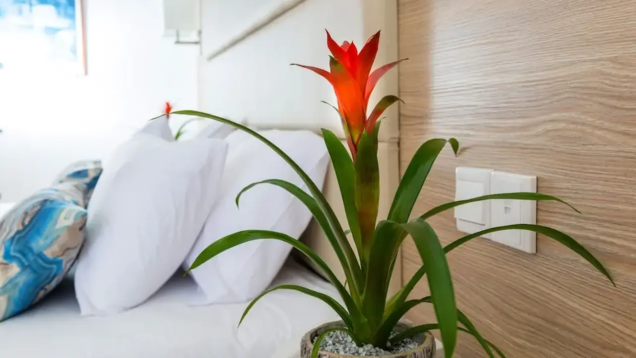Ascos Coral Beach Hotel