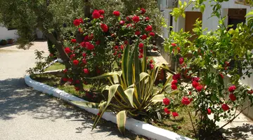 Asteris Village