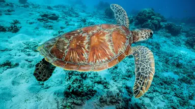 Australia i Nowa Zelandia - Po drugiej stronie Ziemi