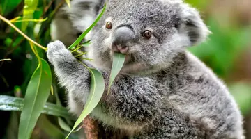 Australia i Nowa Zelandia - Po drugiej stronie Ziemi