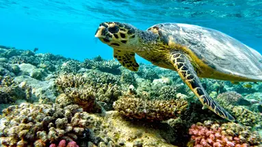 Australia i Nowa Zelandia - Po drugiej stronie Ziemi