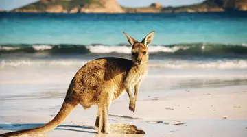 Australia i Nowa Zelandia - Po drugiej stronie Ziemi
